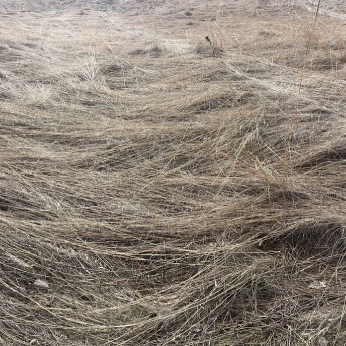A photograph of dried brown grasses on the ground