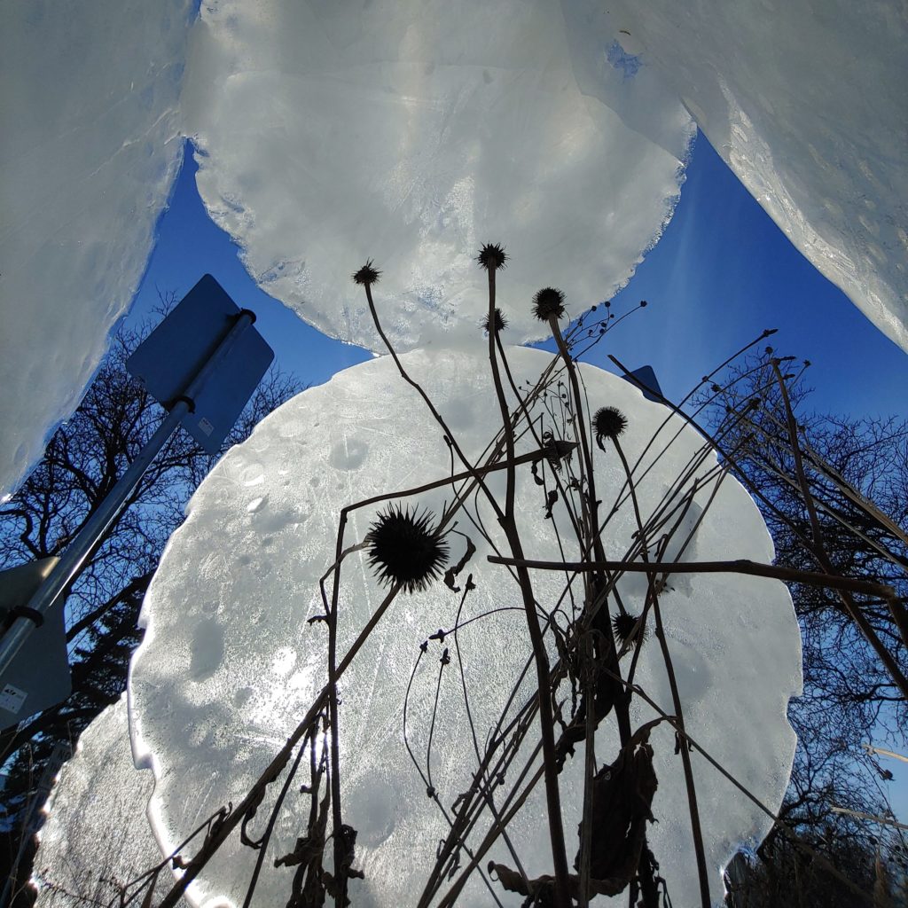 Stalks of dried echinacea plants in silhouette against round ice sculpture disks and a blue sky.