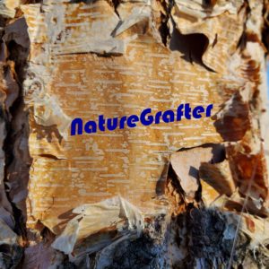 A closeup image of curling birch bark with the words 'NatureGrafter' in modern blue font in the center