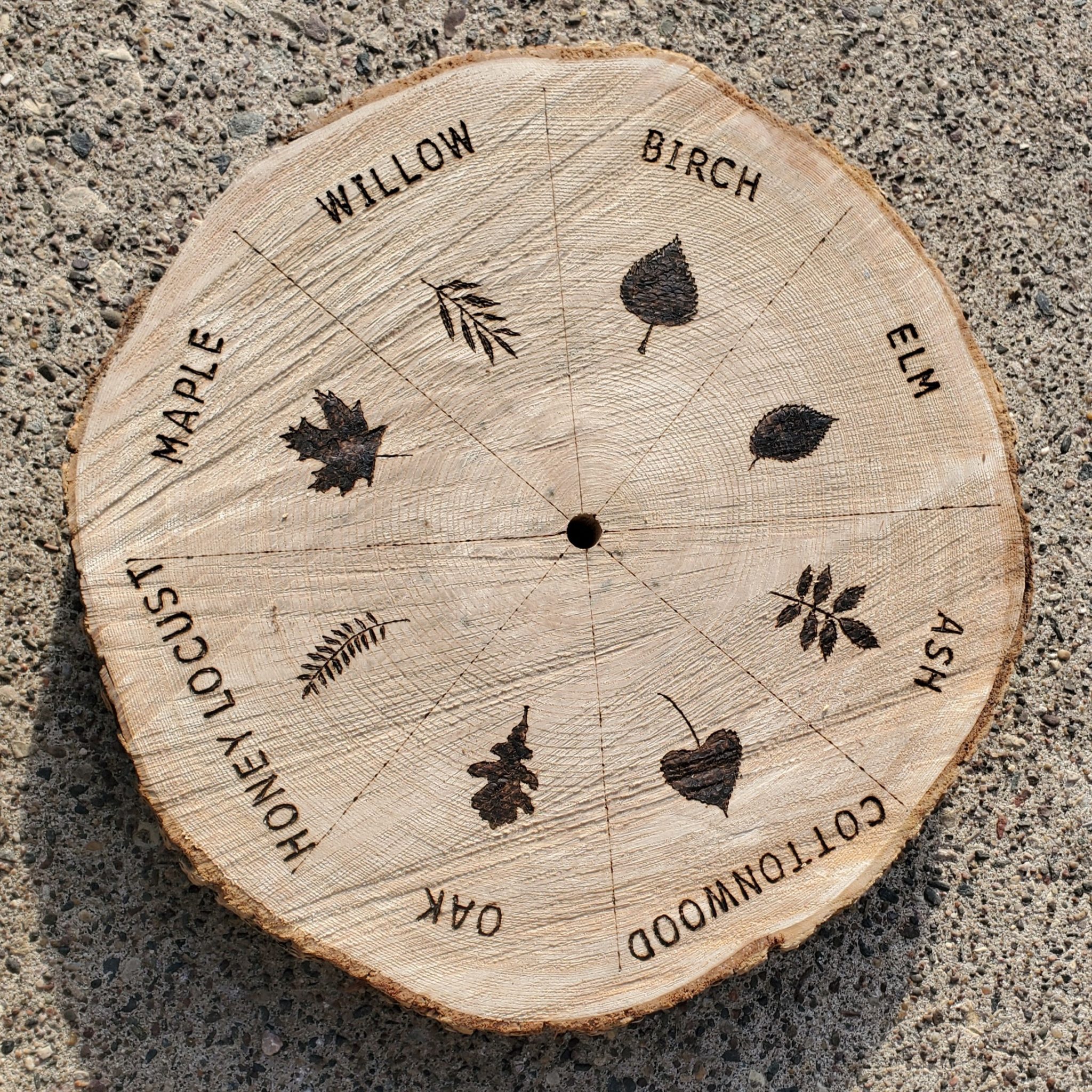 A photo of a slice of a tree. The names of deciduous trees and illustrations of their leaf shapes are beautifully burned into the surface in a radial pattern.