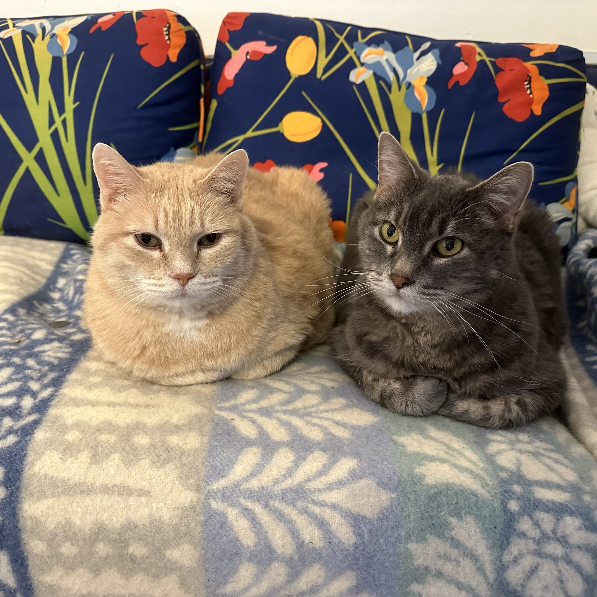 two cats sit fashionably on a colorful couch