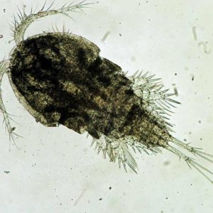 A closerup of zooplankton as seen through a microscope