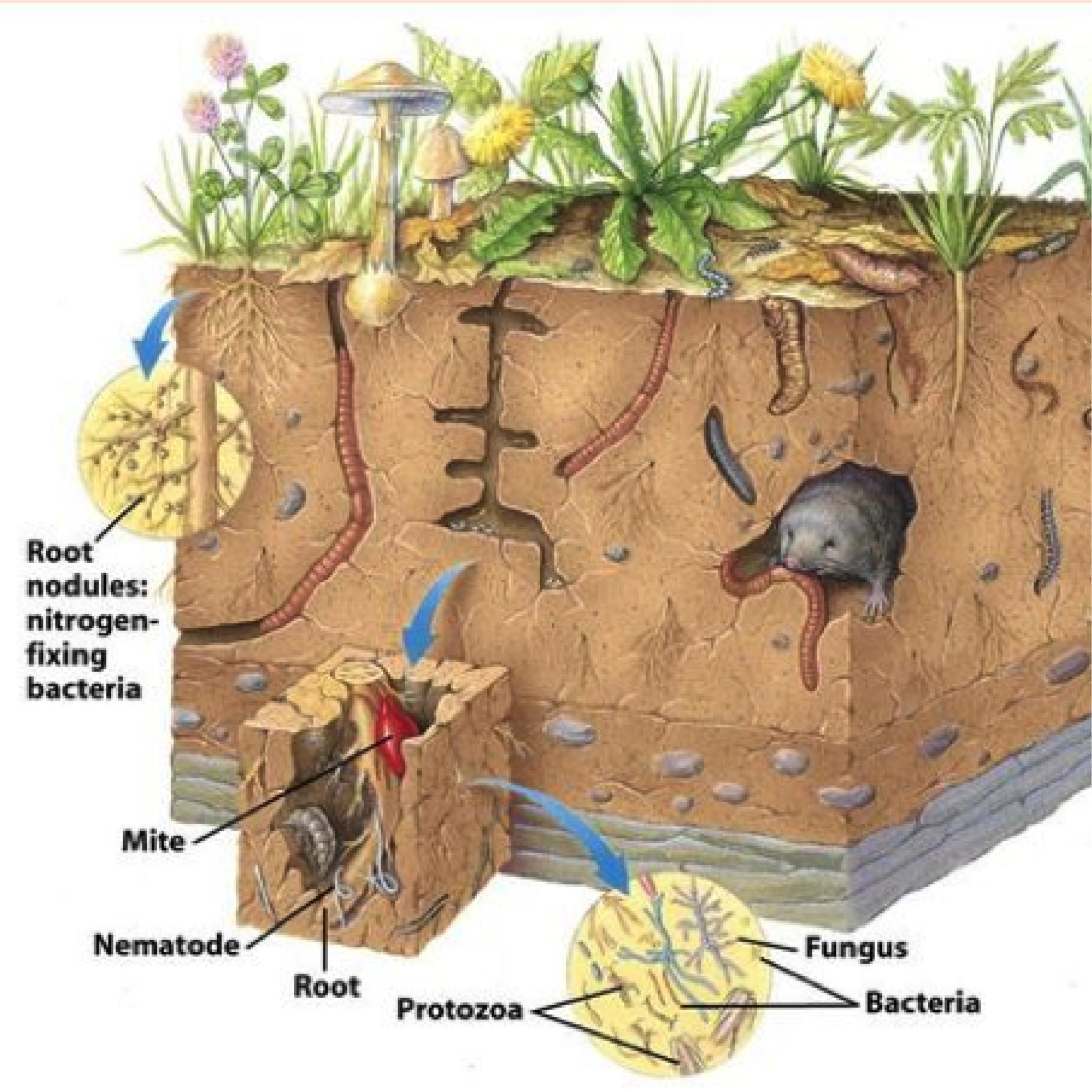 a diagram of soil layers and components