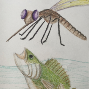 a color pencil illustration of a fish sticking its head above water with a mosquito flying above